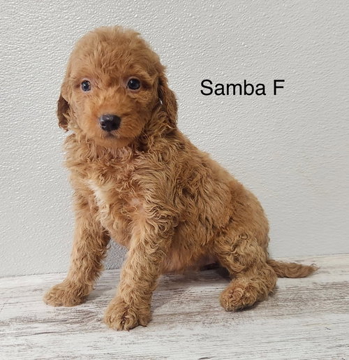 Samba