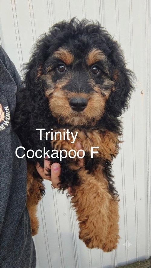 Trinity