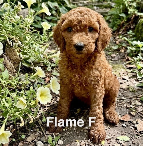Flame