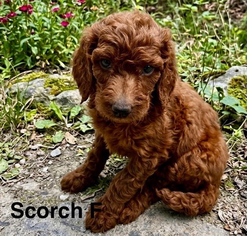 Scorch