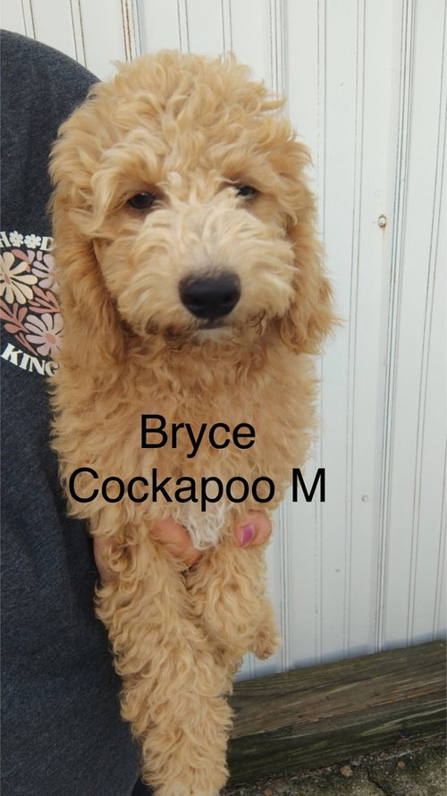 Byrce