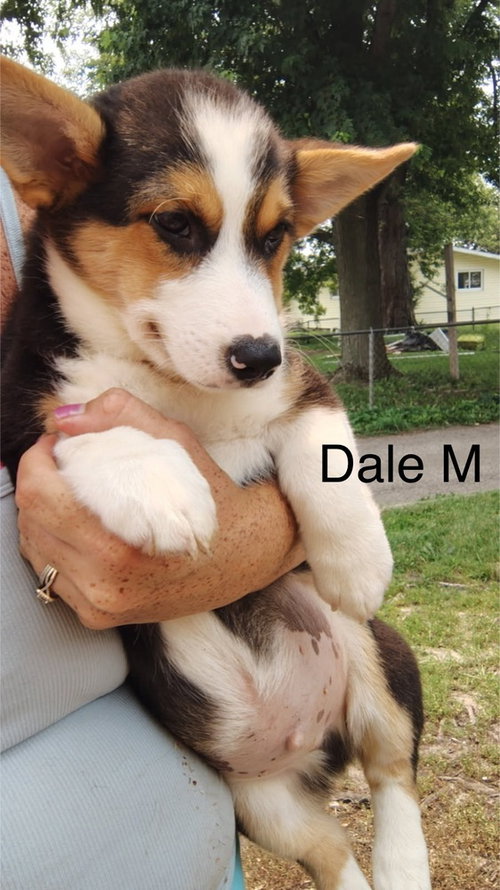 Dale