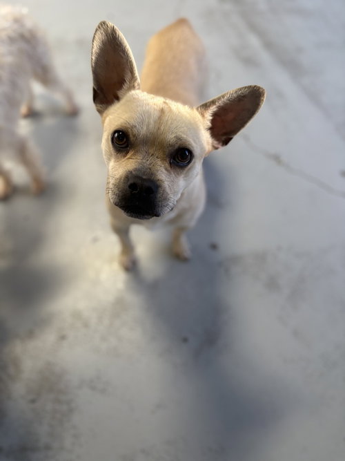 Photo 2 of Marshmellow #6225