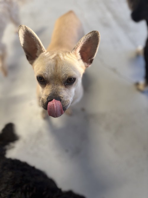 Photo 3 of Marshmellow #6225
