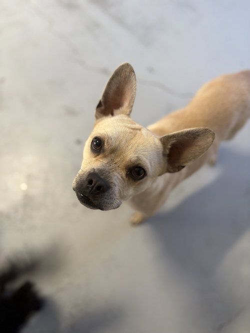 Photo 4 of Marshmellow #6225