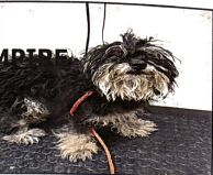 Priscilla, Yorkshire Terrier Yorkie