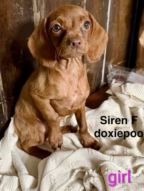 SIREN, a dog for adoption from Wagmor Pets