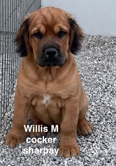 WILLIS, a dog for adoption from Wagmor Pets