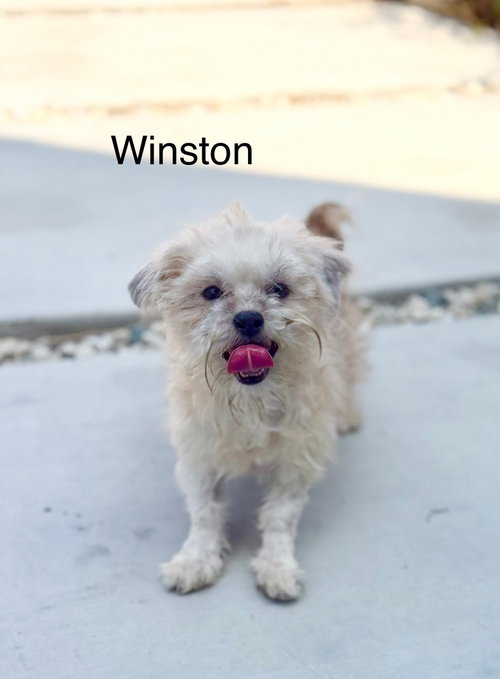 Winston #, a dog for adoption from Wagmor Pets