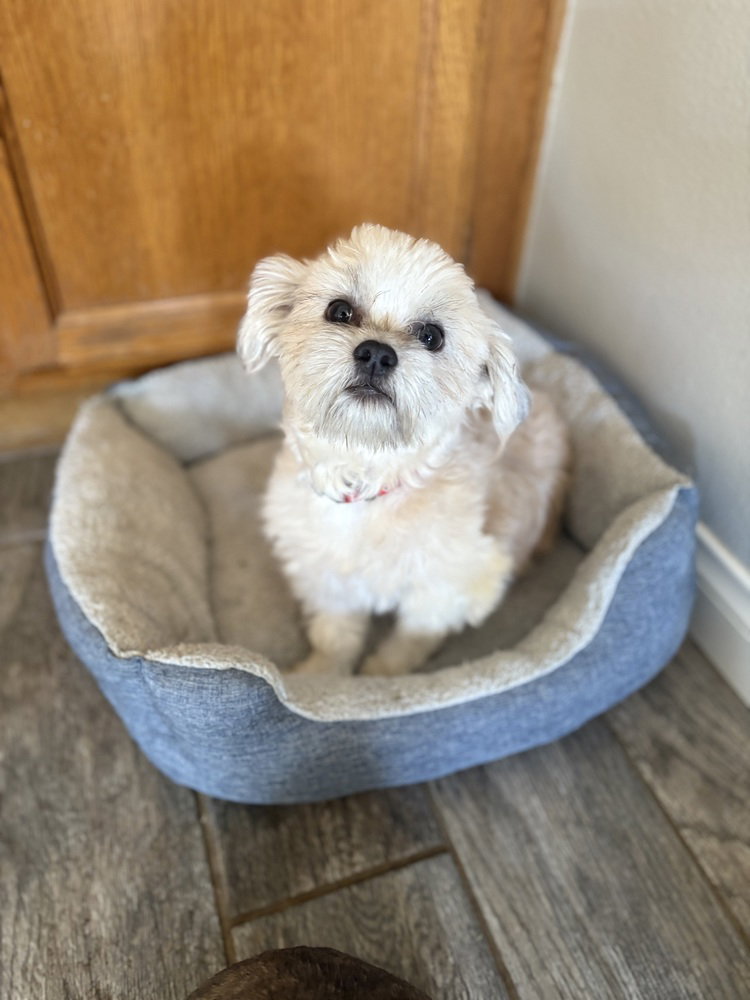 Winston #1199, photo 2