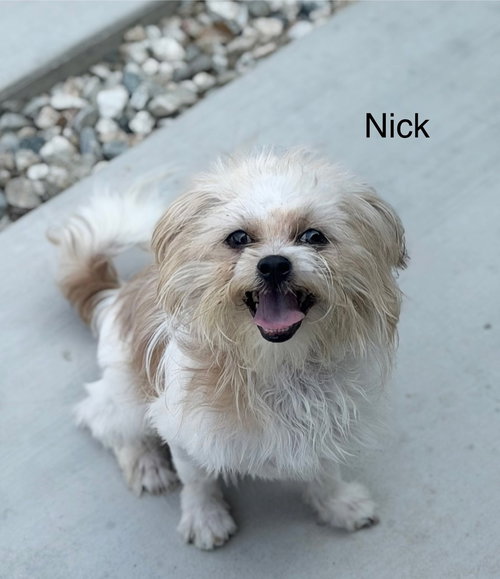 Photo 3 of Nick #3612