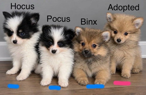 Pocus, Pomeranian