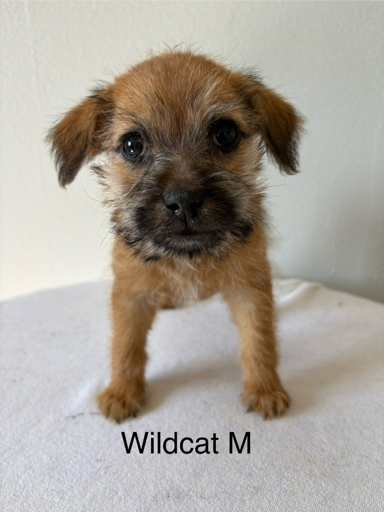 Wildcat #5794