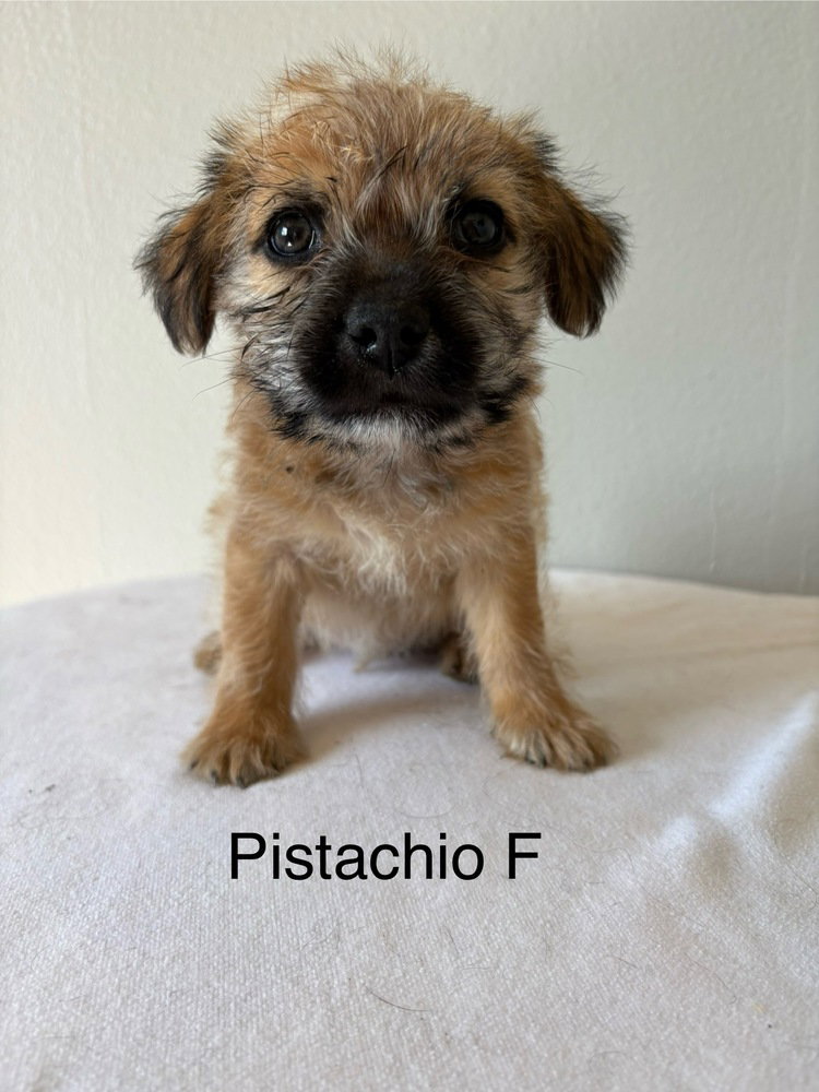 Pistachio #5788