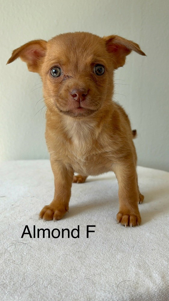 Almond #5791