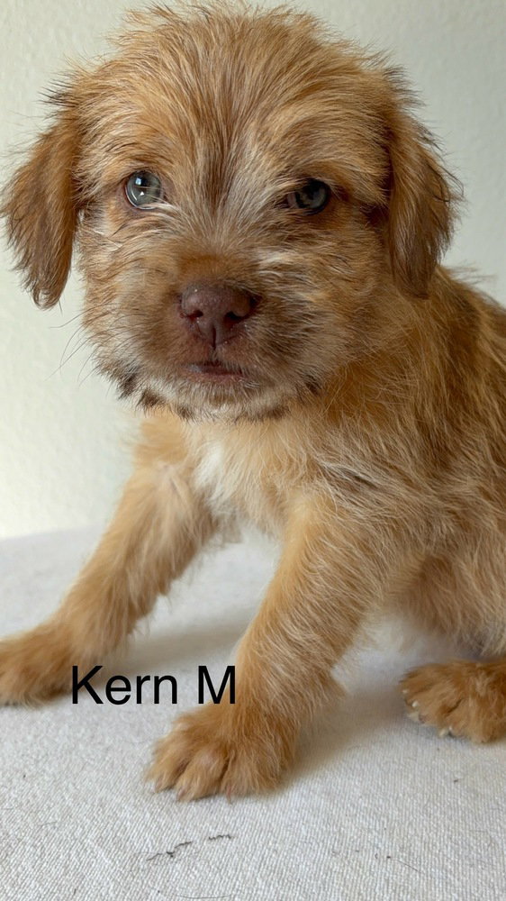 Kern #9768