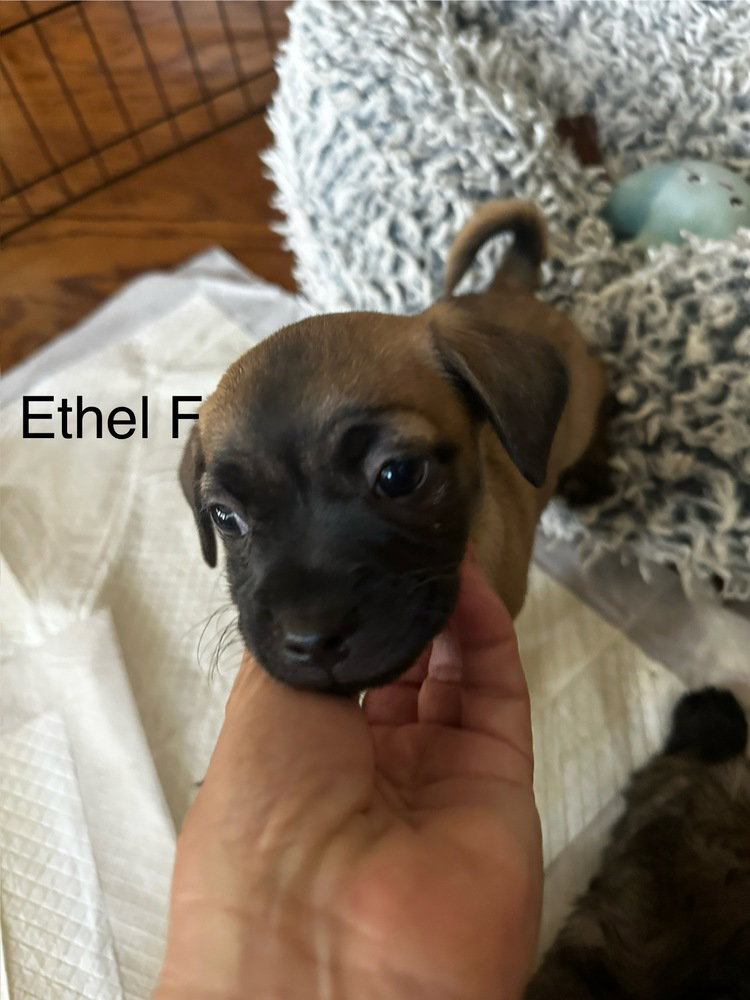 Ethel jul