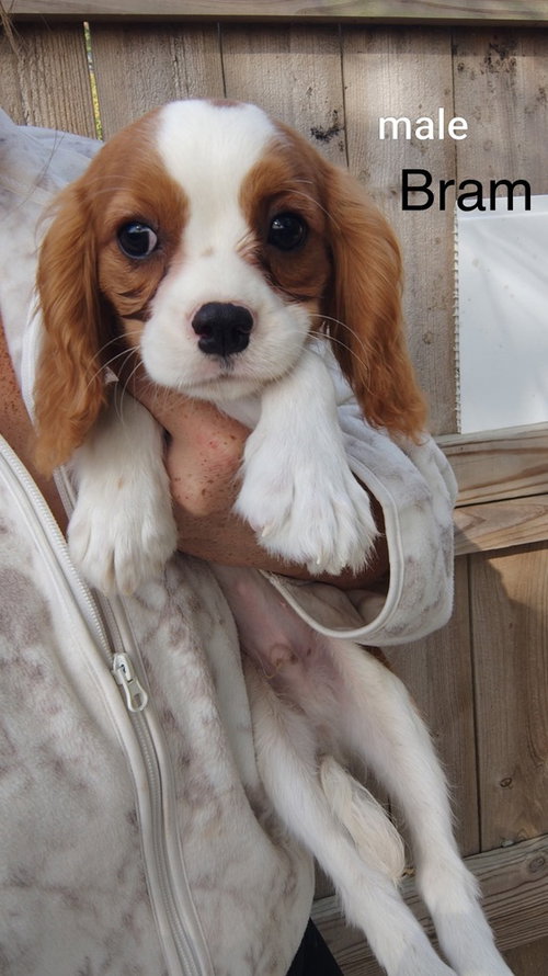 Bram, Spaniel