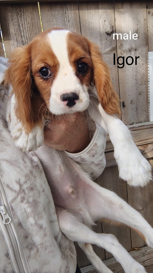 Igor, Spaniel