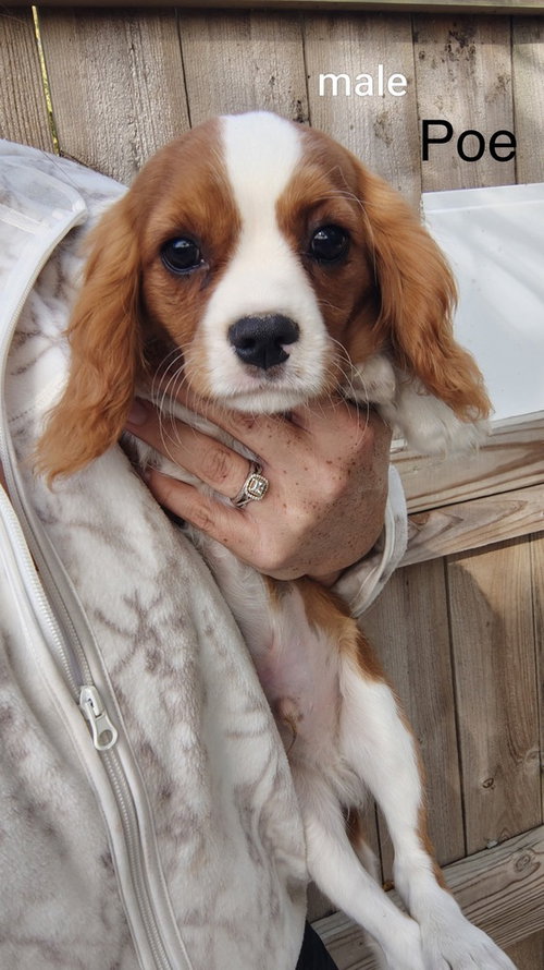 Poe, Spaniel