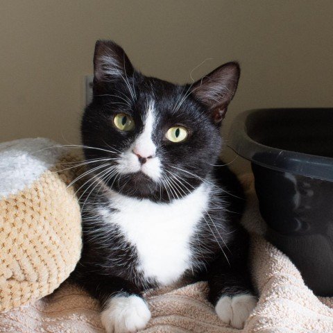 adoptable Cat in Morgan Hill, CA named Marble