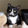adoptable Cat in morgan hill, CA named Marble