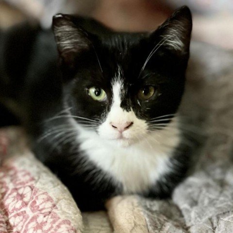 adoptable Cat in Morgan Hill, CA named Galaxy