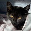 adoptable Cat in morgan hill, CA named Mamacita (Mamas)