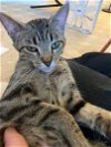 adoptable Cat in olla, LA named Uno