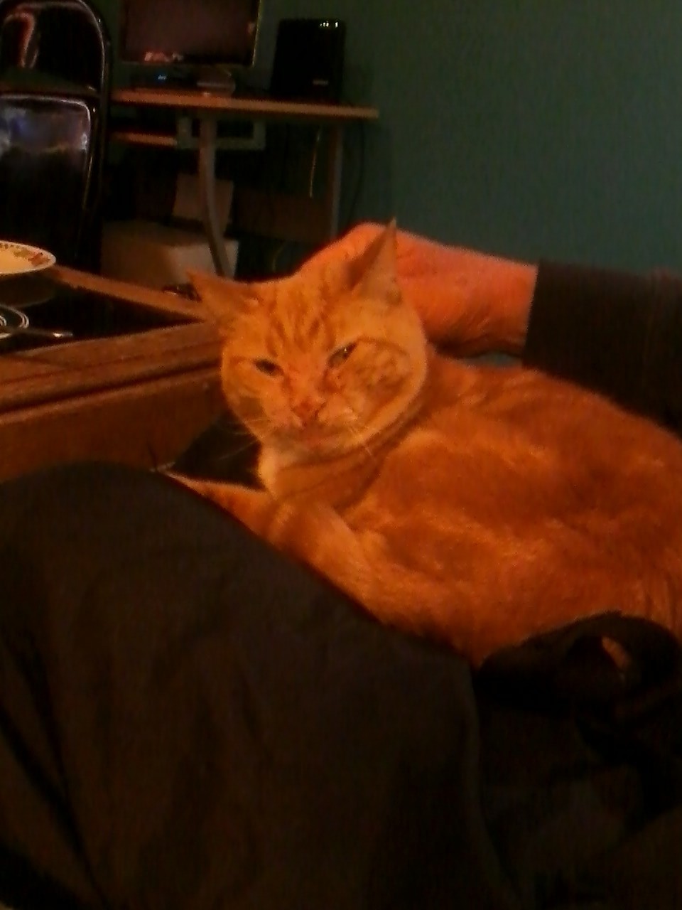Cats for Adoption in Allendale, Michigan Alpha Paw