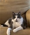 adoptable Cat in olla, LA named Smokey - Super Sweet!