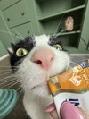 Bandit - Cat with Character - Photo 9