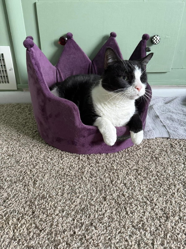 Bandit - Cat with Character