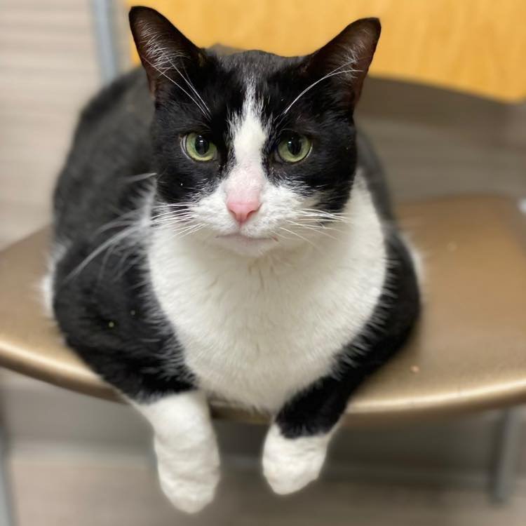 adoptable Cat in Holland, MI named Bandit