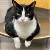 adoptable Cat in holland, MI named Bandit