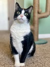 Bandit - Cat with Character - Photo 3