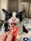 Bandit - Cat with Character - Photo 4