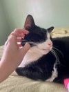 Bandit - Cat with Character - Photo 5