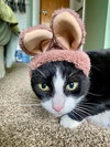 Bandit - Cat with Character - Photo 8