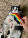 Bandit - Cat with Character - Photo 6