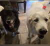 adoptable Dog in  named Darcy (and Molly)