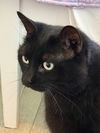 adoptable Cat in  named Dante - Super Friendly