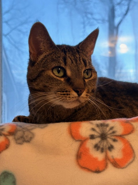 SHADOW - LOYAL - Tabby available for adoption