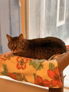 Shadow - Loyal - Photo 3