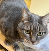 Taz - Plays Fetch - Photo 1