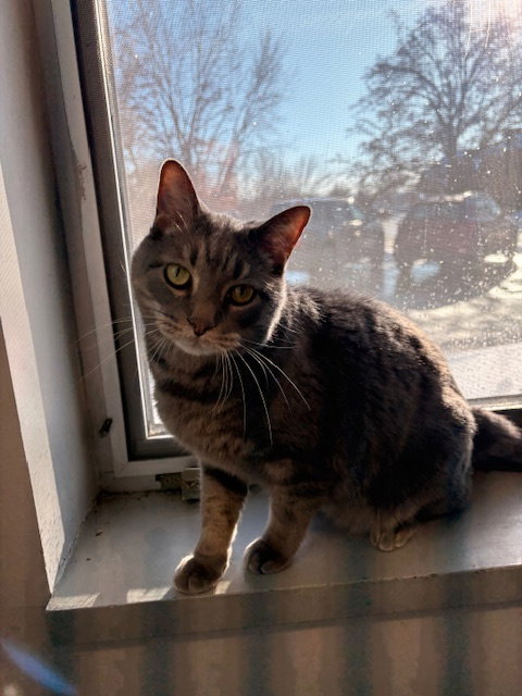 TAZ - PLAYS FETCH - Tabby / Domestic Short Hair available for adoption