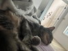 Taz - Plays Fetch - Photo 4