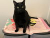 Haze - Loves to Cuddle - Photo 2