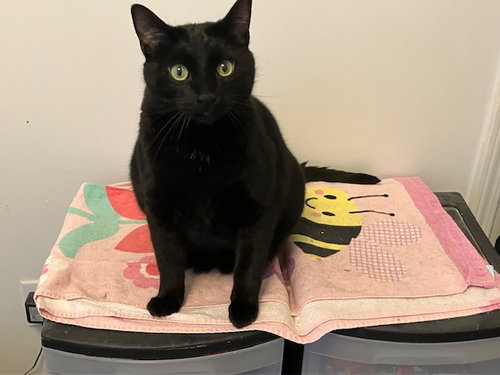 HAZE - LOVES TO CUDDLE - Domestic Short Hair available for adoption