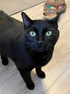 Haze - Loves to Cuddle - Photo 3